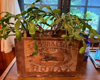 Christmas Cactus in a Vintage Advertising Box LOCATION Bedroom Hall Bathroom
