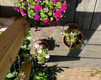 Assorted Plants & Flowers (Location Outside Patio)