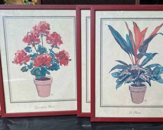 Plants Collection