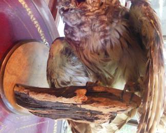 taxidermy owl