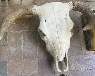 Bleached Cow Skull