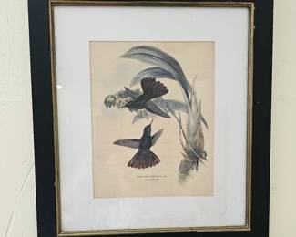 Comates Phaon John Gould Hummingbird Lithograph