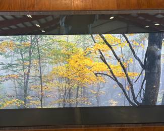 PAUL LIK Framed Art.....look at the clarity of the stunning leaves!