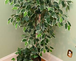 Ficus Tree w/Brass Planter 49" Tall