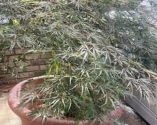 Japanese Maple