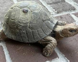 Concrete Turtle 