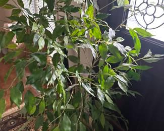 Plants