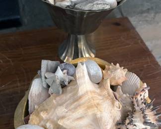 Seashells