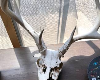 Deer skull