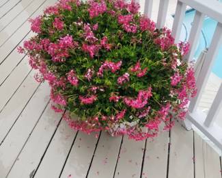Annuals in pots