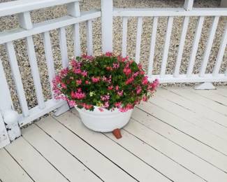 Annuals in pots