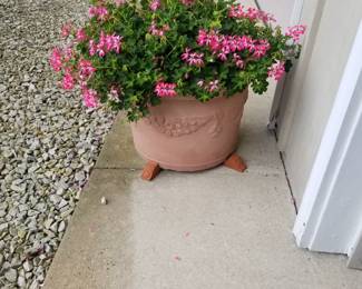 Annuals in pots