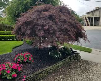 Japanese maple