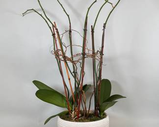 Live Orchid In Planter