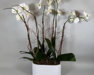Live White Orchids In Decorative Planter