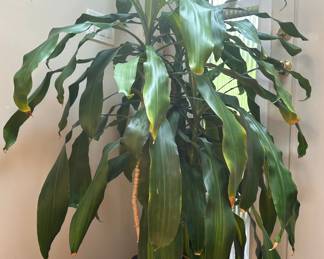 Chinese-Style Planter With Live Dracaena Plant