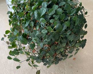 More Plants 