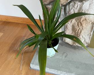Plants 
