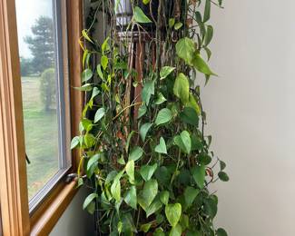 Large Plant with holder 