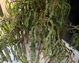 Christmas Cactus 