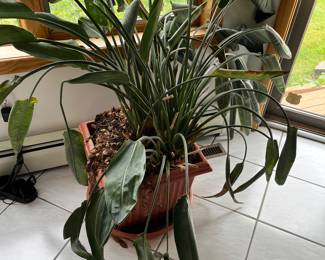 Plants are for sale 