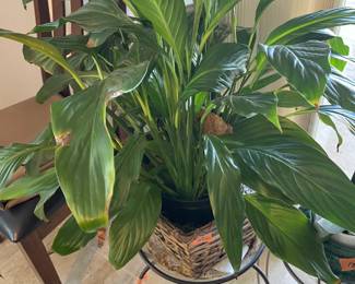 Beautiful houseplants for our green thumbed guests!