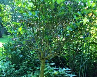 Large Gardenia Tree
