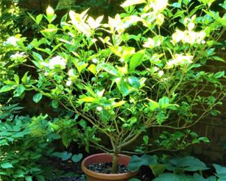 Gardenia Tree