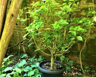 Mature Gardenia Tree