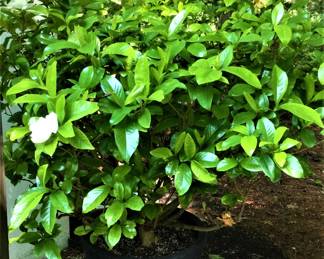 Mature Gardenia Tree