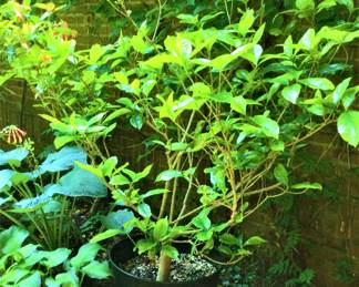 Gardenia Tree