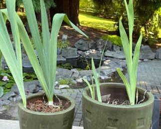 Green Ceramic Pots