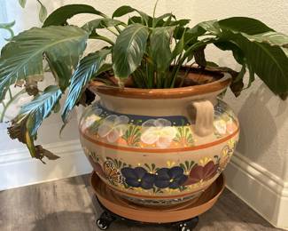 Live House Plant in Large Pottery Planter