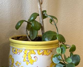 Live Houseplant in Yellow & White Fishbowl Planter