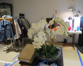 The plant that you can't kill 