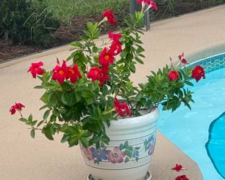 Potted plants and garden items