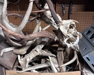 Antlers all size. Make an offer. 