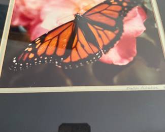 Butterfly photograph 13x15