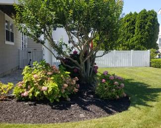 Crape myrtle; hydrangeas