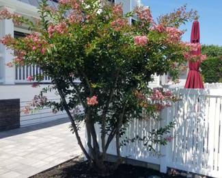 Crape myrtle