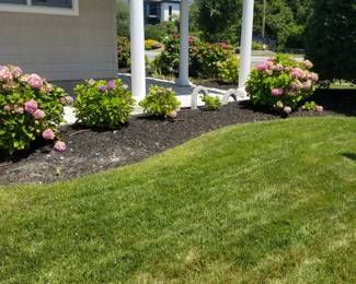 Hydrangeas