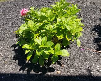 Hydrangeas