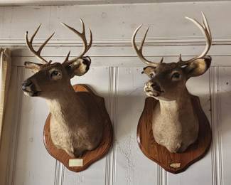 Several deer mounts and horn sets