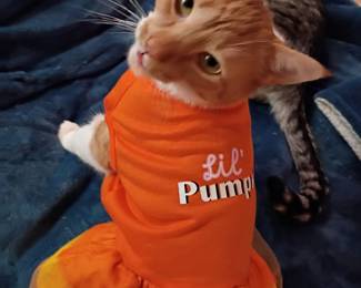 Cute Lotus. Family Kitty, NFS!