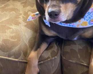 Zelda isn't she cute!!? Our Puppy NFS!!