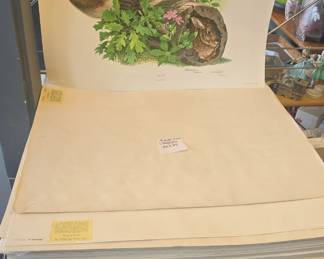 Richard Timm lithographs 22x28 collection 114 available all different kinds 