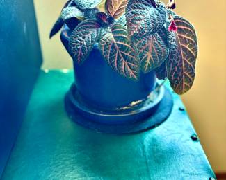 Potted Flaming Violet