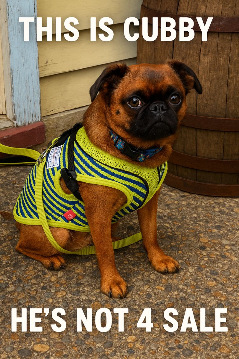 Cubby the Griffon in Vibrant Harness