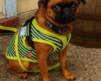 Cubby the Griffon in Vibrant Harness