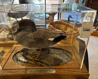 Gadwell Duck Diorama